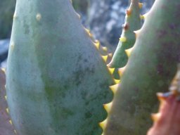 Aloe perfoliata margin prickles or teeth